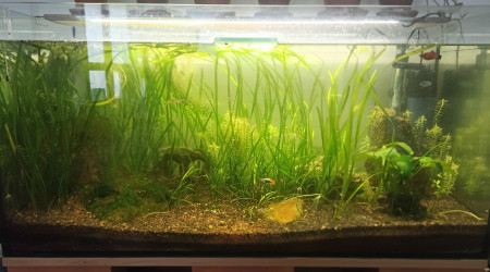 aquarium 135 litres