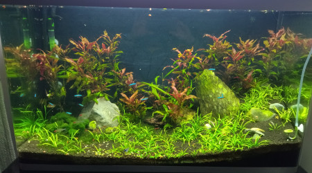 aquarium Fluval