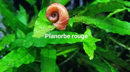 Planorbe rouge