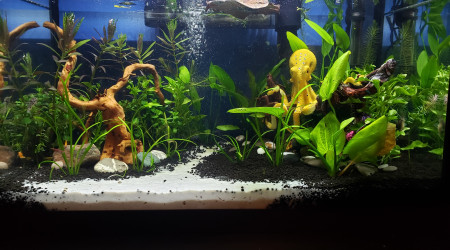 aquarium Beauté