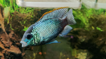 Acara bleu électrique