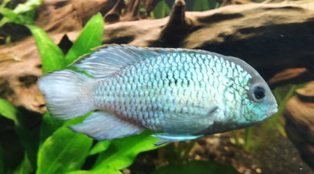 Acara bleu électrique