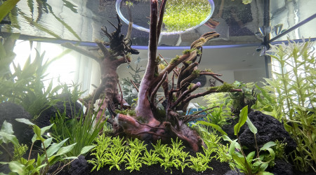 Salvinia  en progressions