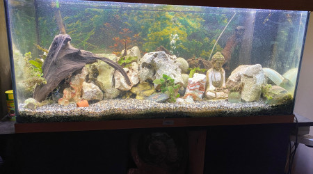 aquarium 200 L cichlidés