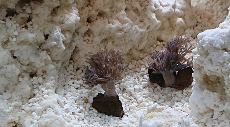 Introduction des xenia pumping