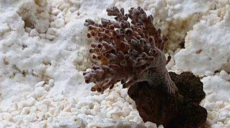 Introduction du capnella