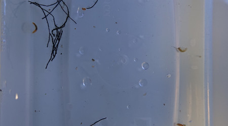 Le résultat du corzlRX