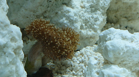 Introduction du sarcophyton