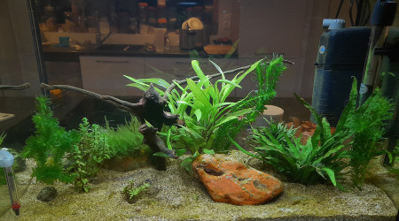 aquarium Maison