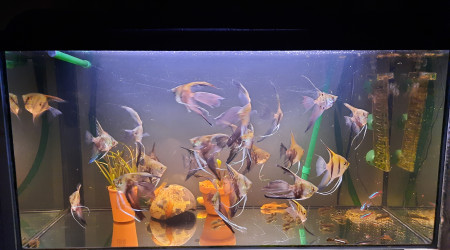 aquarium Bac provisoire 88L  transforme en shrimpland 1