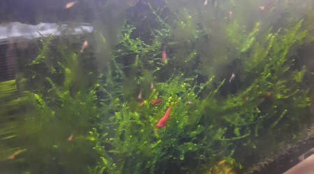 aquarium Nano bac red sakura