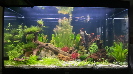 aquarium Home December