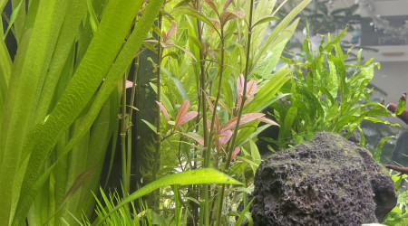 Hygrophila augustifolia red