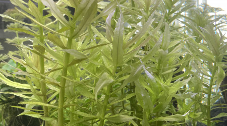 Limnophila aromatica