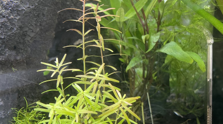 Rotala rotundifolia
