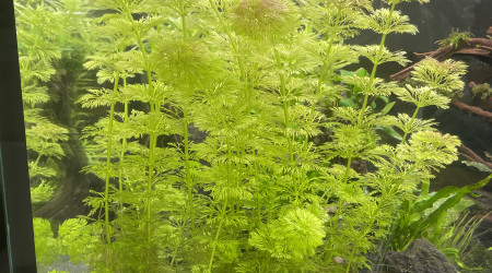 Limnophila  aquatica