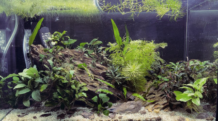 aquarium aquarium bucephalandra