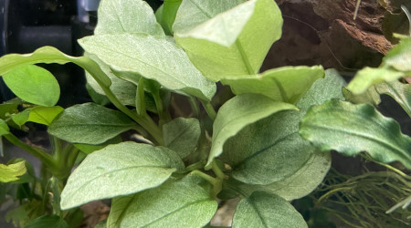 aquarium bucephalandra
