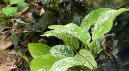 aquarium bucephalandra