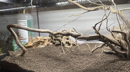 Mise en eau de Killi Watch