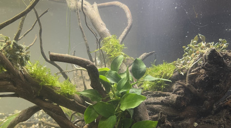 Mise en eau de Killi Watch