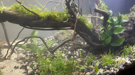 Mise en eau de Killi Watch