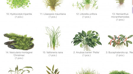 Mise en eau de Killi Watch