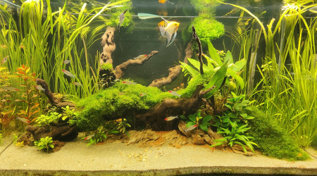 aquarium 250L