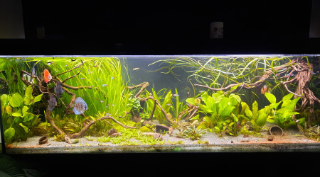 aquarium 660 l Amazonien