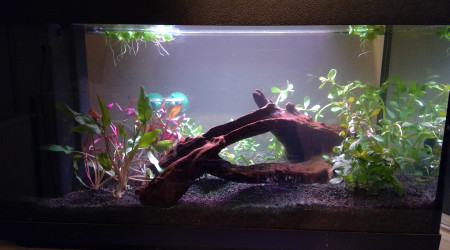 Jour 0 : Mise en eau