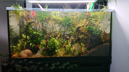 Les cornes du diable