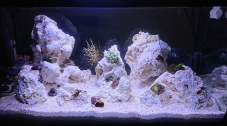 J+23 positionnement des coraux