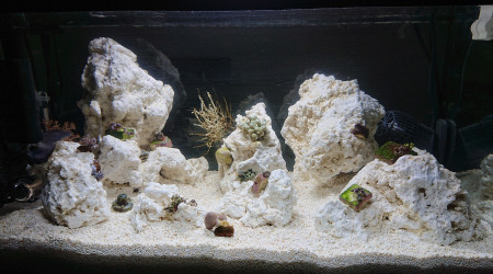 Positionnement des coraux