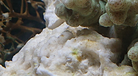 Début de la période alguale