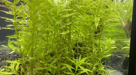 Taille limnophila aromatica