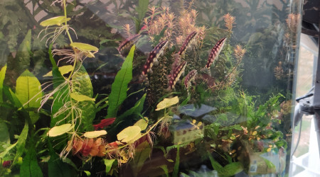 Sortie des sidthimunki