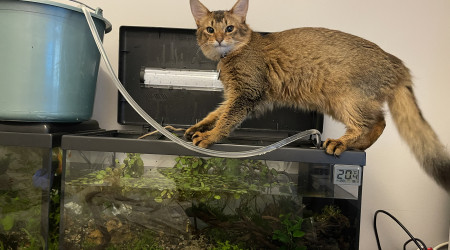 Plongera ? Plongera pas ?