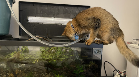 Plongera ? Plongera pas ?