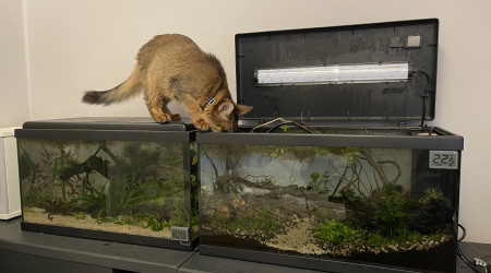 Plongera ? Plongera pas ?