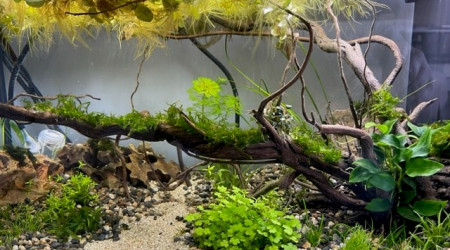 Developpement HydrocotyleTripartita et Vallisneria Nana