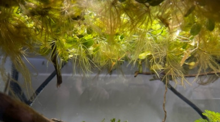 Developpement HydrocotyleTripartita et Vallisneria Nana