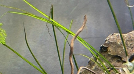 Developpement HydrocotyleTripartita et Vallisneria Nana