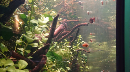 Biofilm = garde à manger