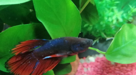 Betta Malade...