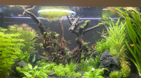 Acclimatation réussi !!