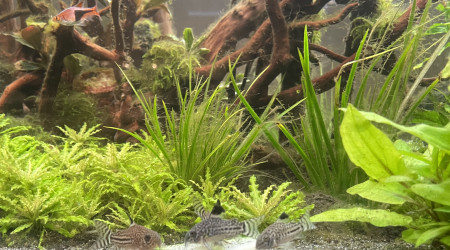 Corydoras petit dîner