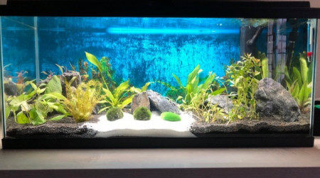 aquarium 80L au tout début