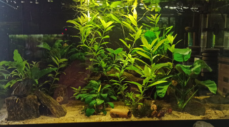 aquarium 60L Hopitel