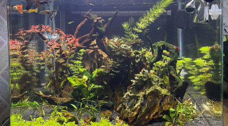 aquarium Aquarium Jerome 80L