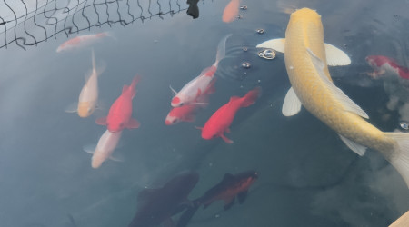 Poissons au petit matin